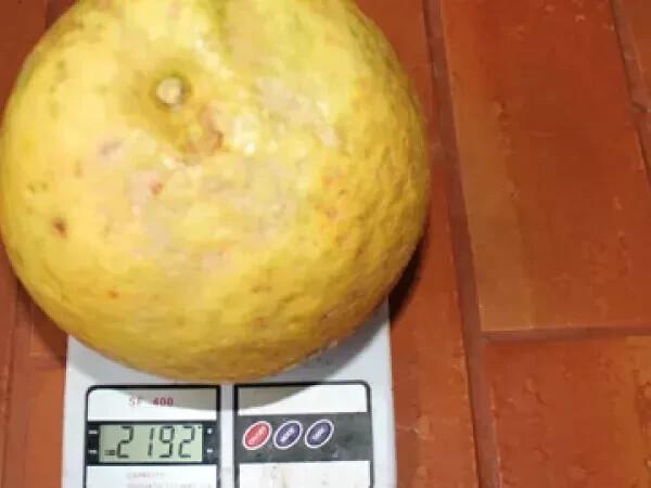 Halb selten Ponderosa Zitrone Die größte Zitronensorte der Welt 5 frische Samen