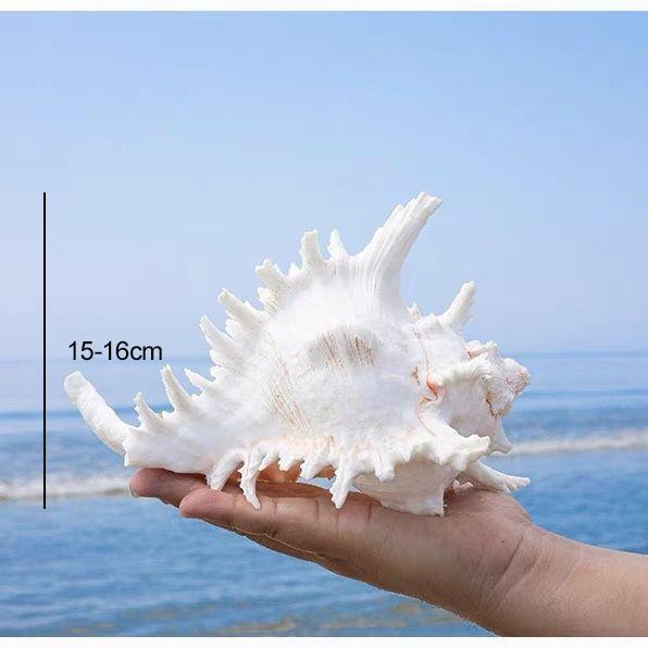 Natürliche Muschelschale Statue Dekoration Aquarium Landschaftsgestaltung Einrichtungsgegenstand Heimfenster Auslage Skulptur Zubehör