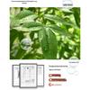 Large Indoor Potted Nandina Domestica Faux Plant - Luxury Green Décor for Living Room