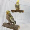 Premium Pole High Quality Parrot Apple Wooden Jumpboard Parrot Rest Platform Jumping Platform Grinding Claw Bird Standing Stick Standing