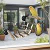 Bird Swing Ladder Flexible Interactive Suction Cup Wooden Cage Perch Bird Playground Swing Hammock For Lovebirds Goldens