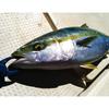 Azzurro Blade II 150g Dragon Zebra Silver Jigging Jig Offshore