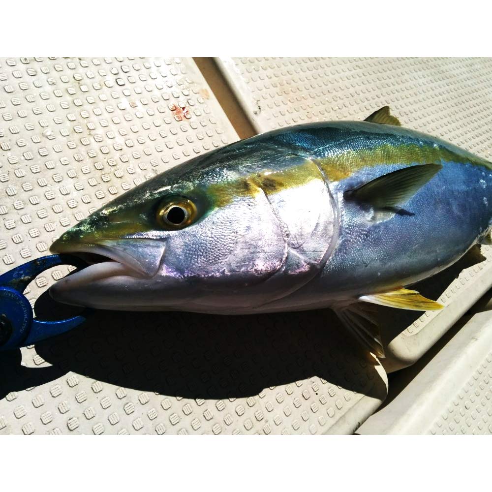 Azzurro Blade II 150g Dragon Zebra Silver Jigging Jig Offshore
