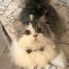 Fazzoletto da collo per animali domestici, accattivante, creativo, con fiocco, per gattini e cuccioli, con campanello per fotografia