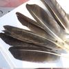 Primary Color Pheasant Hair Gray Knife Feathers Crafts Material Accessories Headdress Accessories Decorative Hard Feathers