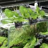 Hydroponic Rack for Aquariums Border Featuring Adjustable and Durability ABS Construction for Plant Displays