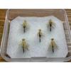 Used Miyagikebari 2026 Elk Hair Caddis (# 14 X 5 Pieces)