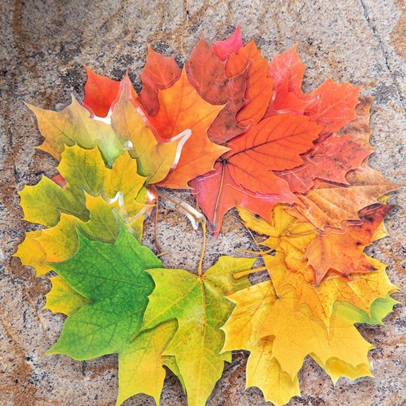 Leaf Sticker Removable Adhesive PET Sticker Label for Notebook Journal Phone Case Scrapbooking and Gift Wrapping
