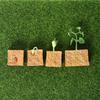 Simulation Life Cycle of a Green Bean Plant Growth Cycle Model Action Figures Collection Science Educational Toys for Children