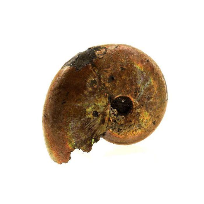 Pierres et Minéraux. Ammonite Fossile Beudanticeras nacrée. 65.0 ct. Bully, Seine-Maritime, France..