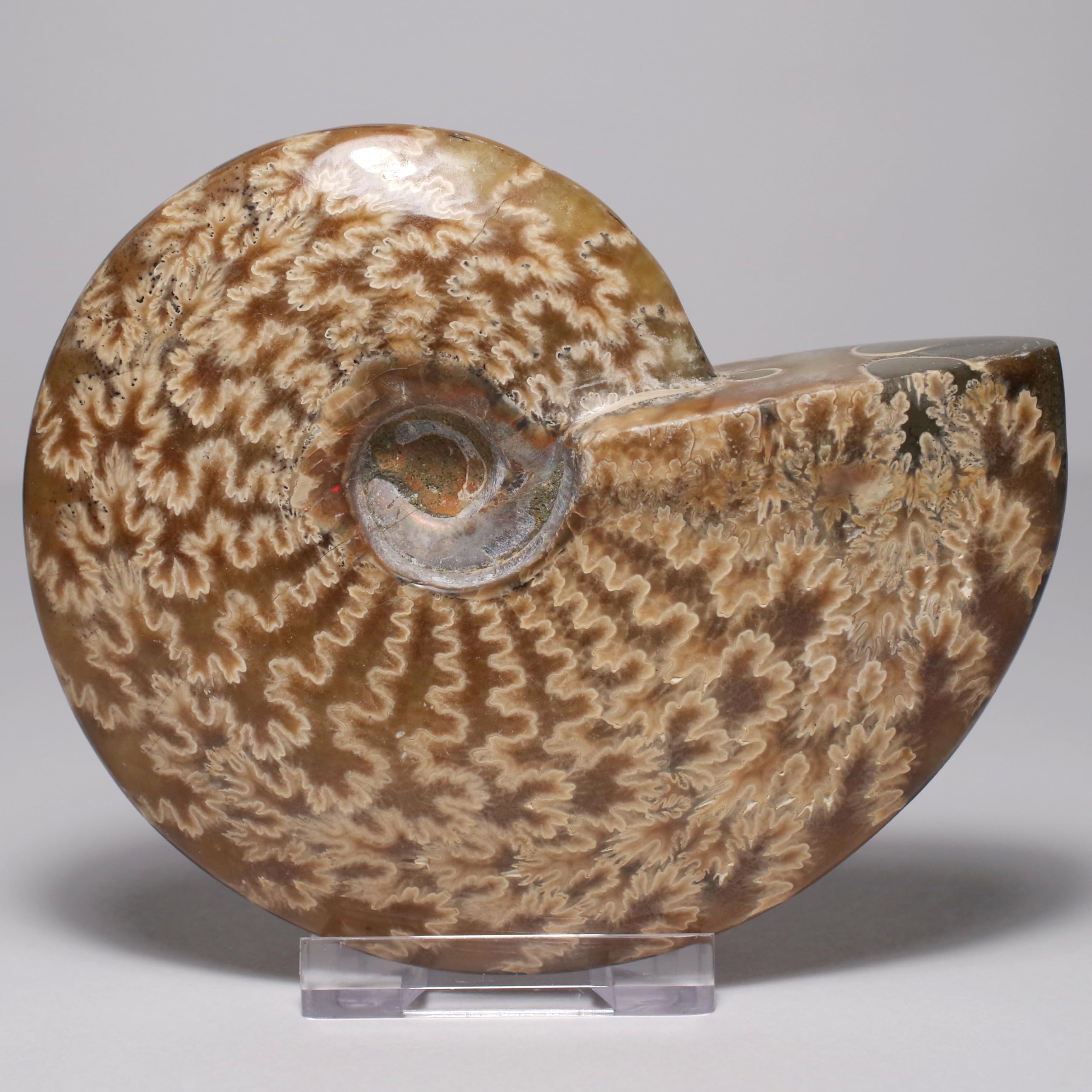 Stone Natural Fossil Ammonite Suture Line Specimen [N2 Natural] (Suture-Pattern Ammonite) / (16  One-of-a-kind  Approx. 280g, 105x87x26mm)