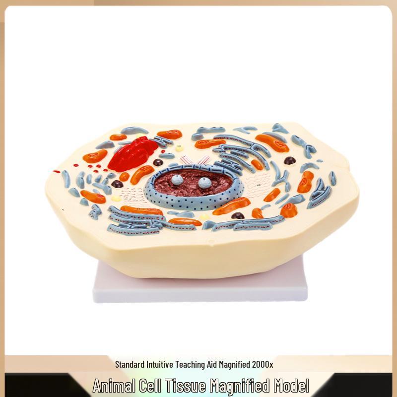Animal Cell Submicroscopic Structure Model for Science Education and Medical Teaching PVC