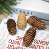 2023 Pine Cone & Dried Flowers for Christmas DIY: Ponderosa, Loblolly, Spruce