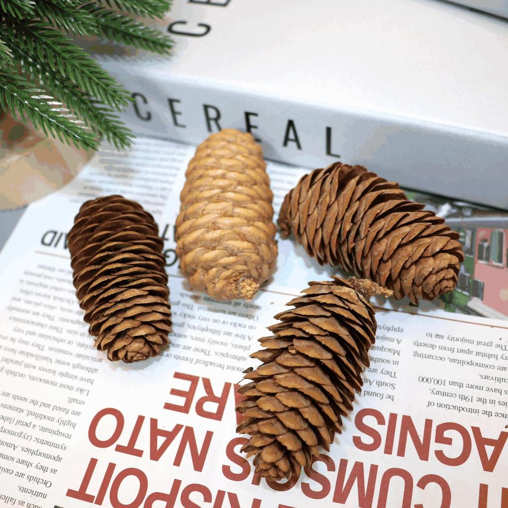 2023 Pine Cone & Dried Flowers for Christmas DIY: Ponderosa, Loblolly, Spruce