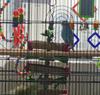 Parrot Toys Corrugated Board  Natural Green Color Corn Leaf Bird Toy Bird Cage Chewing Toy