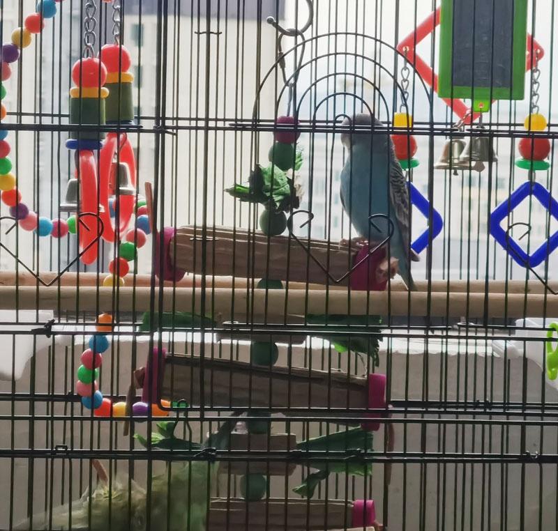 Parrot Toys Corrugated Board Natural Green Color Corn Leaf Bird Toy Bird Cage Chewing Toy