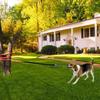 Hund Tauziehen Spielzeug Leine Zugseil Hund Seilspielzeug Hund Zugspielzeug Mit Ball Interaktive Hundespielzeuge Hund Baum Zugspielzeug Zum Ziehen Schütteln