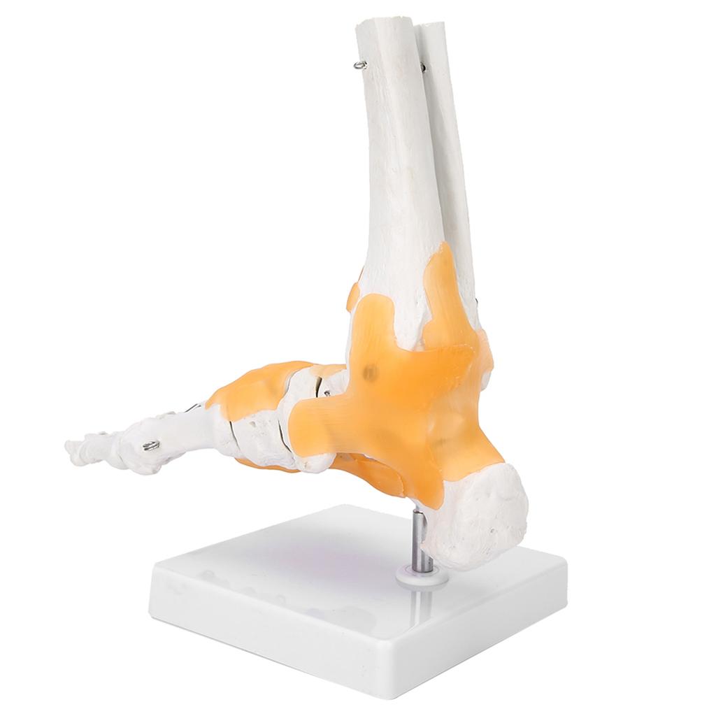 Erwachsenes menschliches Skelett mit Bändern Fuß Sprunggelenk Anatomisches Modell