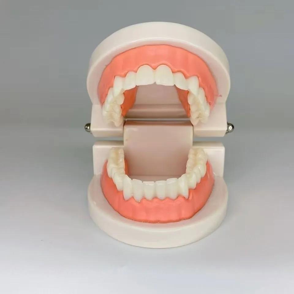 Kindergarten Dental Practice Model: Small Aesthetic Tooth and Oral Cavity Teaching Aid