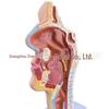 Modello Anatomico del Naso, della Bocca, della Faringe e della Laringe Umana - Sezione Sagittale per l'Educazione ORL
