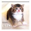 Art Print Japan 2027 Cats Collection Wall Calendar by Torahiko Yamashita, Japanese Cat Photo Hanging Calendar, 255x255mm