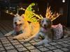 Dog Butterfly Wings Pet Glowing Wings Puppy Summer Clothes Decorative Samoyed Husky Medium Dogs accessories Halloween costume