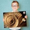 XXTOYS Fossil Excavation Fossil Fossil Excavation Natural Fossil Excavation Excavation Set of Gift Kit, Specimen, Kit, Set, Toy, 12, Paleontology,