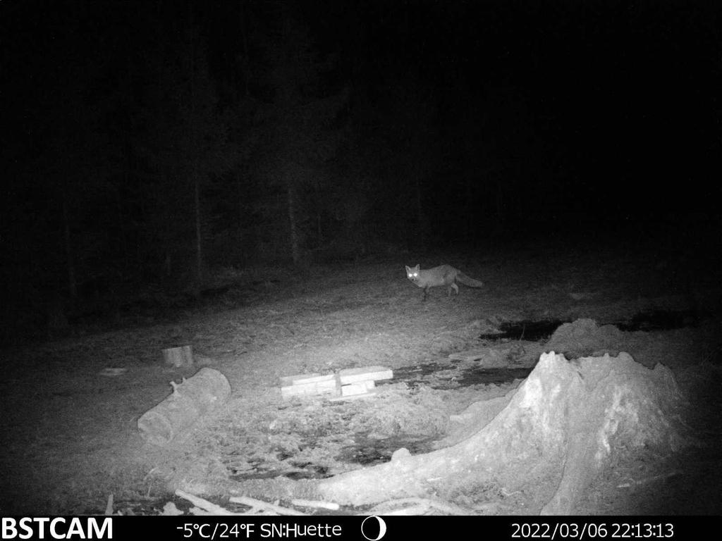 4G Infrarot Wildkamera - Wasserdicht, App-Verbindung, Echtzeit-Anzeige