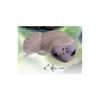 Authentic Yell  Shedding Leopard Gecko Reptile Pet Simulation Ornament Cute