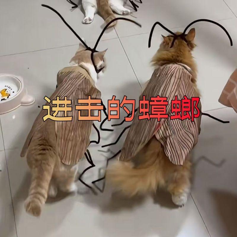 Lustiges Kakerlaken-Kostüm für Katzen, Weiches Haustier-Cosplay-Outfit, Insekten-Stil Halloween-Partykleidung für Kätzchen, Niedliches Virales Foto-Requisit