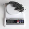 Children's Cognitive Catfish Model Toy - Whiskered Freshwater Fish Ornament