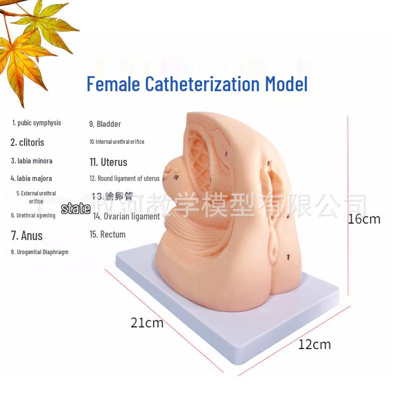 Human Catheterization Model: Female Genitalia, Male Urinary & Reproductive Systems