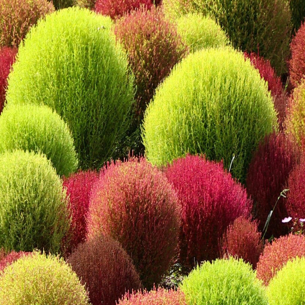 300 Ginster-Kochie-Samen, Sommerzypresse (Kochia scoparia) - Halbwilde Permakultur