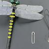 1/2/3/4Pcs Dragonfly Carabiner Clip Realistic Design Multifunctional Insect Repellent Hat