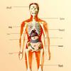 Detachable Human Skeleton Model Educational Toy for Kids