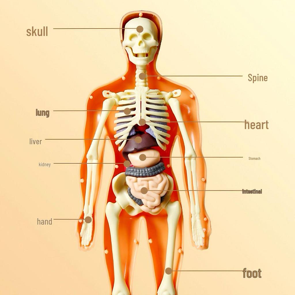 Detachable Human Skeleton Model Educational Toy for Kids