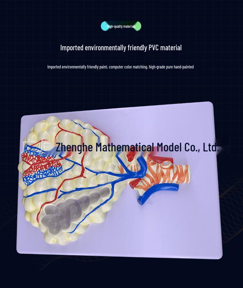Modello Anatomico del Sistema Respiratorio Umano: Anatomia del Polmone con Alveoli Ingranditi