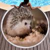 Cute Hedgehog Print Round Beach Towel, Absorbent Quick Dry Soft Sand Free Towel for Bathroom Pool Surf Travel Outdoor Meditation