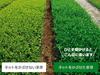 100% First Harvest Makinohara Tea from Shizuoka, Deep-Steamed Makinohara Tea, Covered Green Tea, Leaf Tea, Premium Quality, 100g (1 bag)