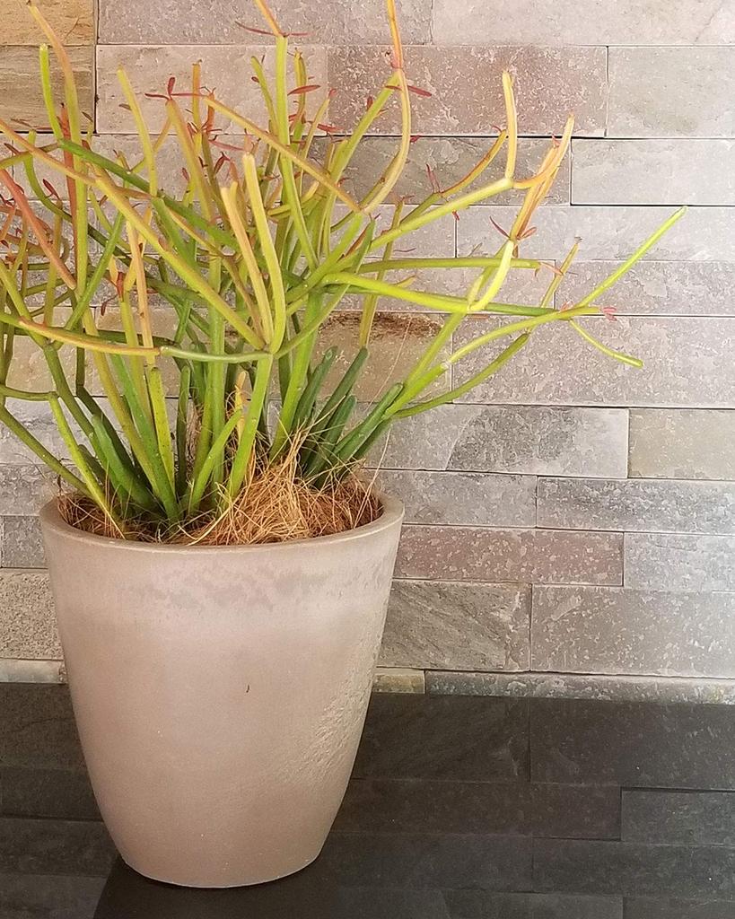 Richell Pot Planter Botany Plain Pot 15 Type Diameter X Height Cm 000645 Dark Gray Pack of 5 15.3 15.1