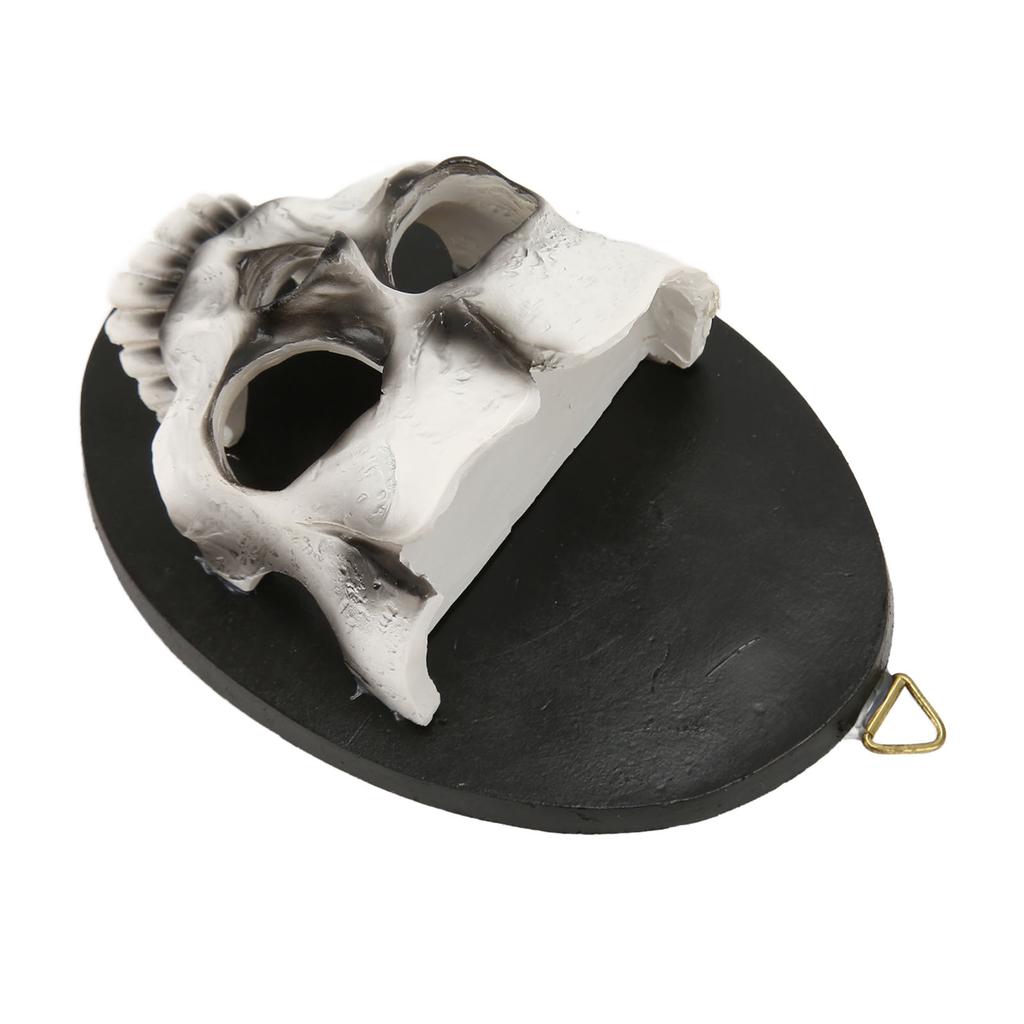 Wall Skull Candle Holder Sturdy Resin Rich Details Hanging Hook Skeleton Candlestick Holder for Party Decoration