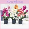 Phalaenopsis Aphrodite Rchb Artificial Plant For Wedding Home Decor And Photography