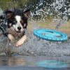 Bite Resistant Flying Disc Dog Toys For Dog Multifunction Pet Puppy Training Toys Outdoor Interactive Game Pet Dogs Products