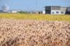 Zennoh Pearl Rice Pearl Rice JA Lake Shiga Domestic Omi Barley 1kg