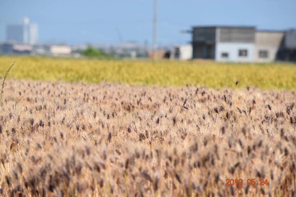 Zennoh Pearl Rice Pearl Rice JA Lake Shiga Domestic Omi Barley 1kg