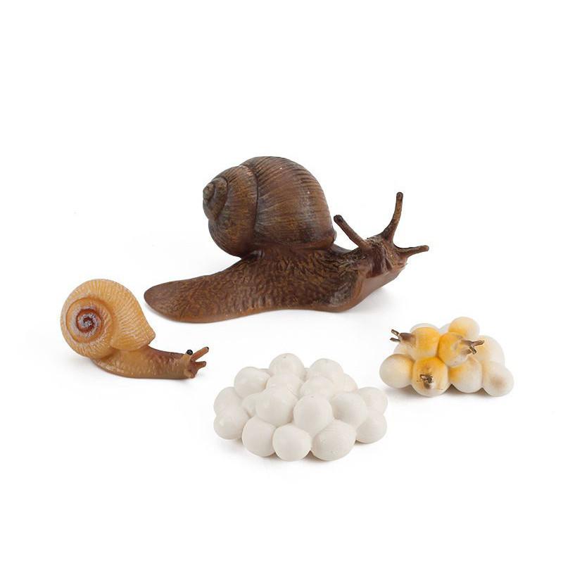 Enchanting Simulation Solid Turtle Chick Frog Animal Growth Cycle Montessori Teaching Aids For Unique Gifts And Decorative Accents