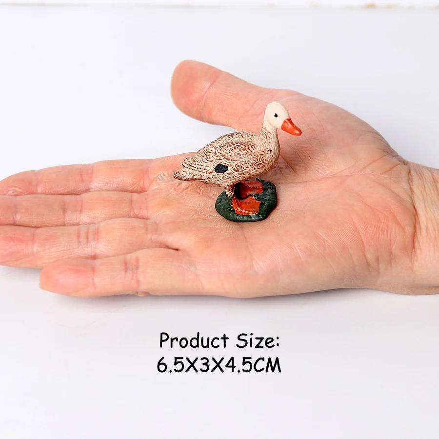 Kiwi Bird Jungle Animals Figures Peacock Phoenix Mallard Turkey Toucan Action Figure Toy Animal Figurines Toys for Kids Gifts