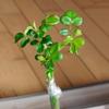 PE pruning tape, stretchable self-adhesive grafting tape, horticultural/garden fruit tree protection transparent film