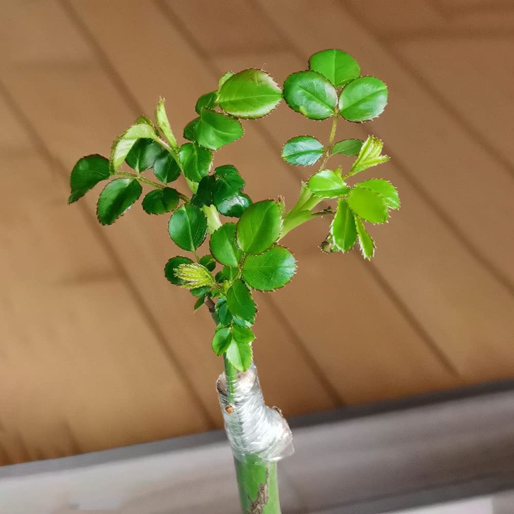 PE pruning tape, stretchable self-adhesive grafting tape, horticultural/garden fruit tree protection transparent film
