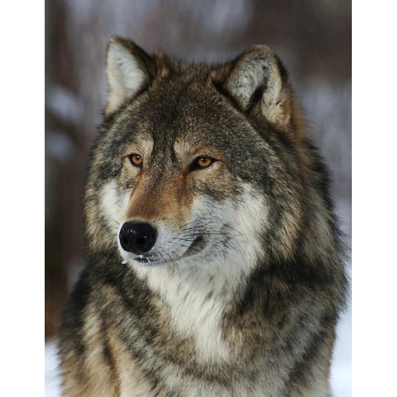 5D Diamond Painting Wolf Animal Rhinestone Picture DIY Full Diamond Embroidery Mosaic Handmade Art Painting Gift Home Decor